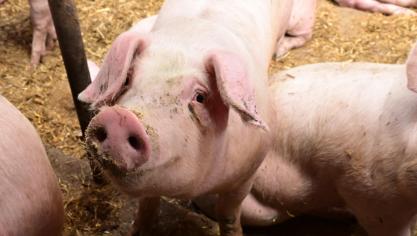 La ferme Malfalise a transformé les anciens bâtiments pour y accueillir  200 porcs.
