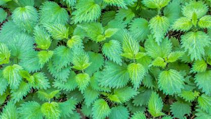 plant-3341475