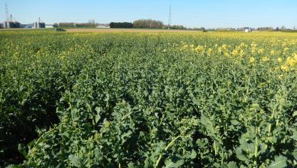 On observe actuellement la différence de précocité à la floraison des variétés de colza d’hiver (variété précoce à droite, variété tardive au centre).