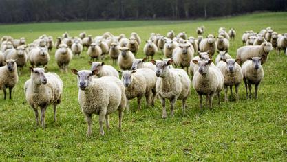 Si l’agneau est traditionnellement dégusté à Pâques, la meilleure période pour en consommer reste l’automne, à partir de septembre, quand l’offre est naturellement plus abondante.