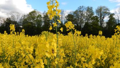 Les abeilles butinent les fleurs de colza et sont occupées à récolter le nectar.