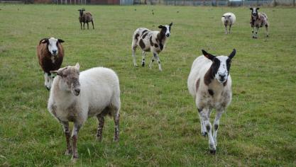 La perception des cotisations  est maintenue pour les petits ruminants. La facture sera envoyée le 16 mai.