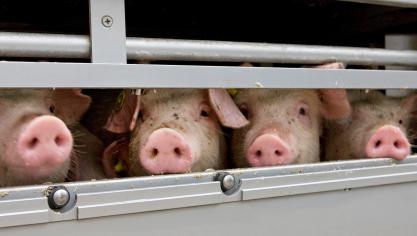 « Nous avons constaté une grande souffrance animale liée aux températures extrêmes,  à la durée excessive des trajets et au manque d’espace » a soulevée l’écologiste.