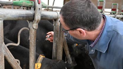 Actuellement, seuls 22,27 % des vaccins ont été livrés pour le sérotype 8 de la fièvre catarrhale ovine.
