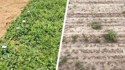 Apeo se dit plus que jamais déterminé à offrir aux particuliers, jardiniers, collectivités et agriculteurs des solutions herbicides qui répondent à leurs besoins tout en contribuant à un avenir plus vert et plus durable.