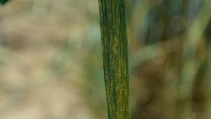 Des stries de rouilles jaunes ont été observées dans certaines parcelles.