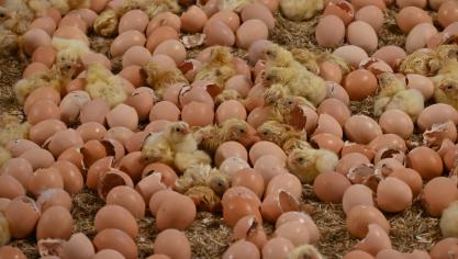 Dans les poulaillers d’Olivier Lardinois, les œufs arrivent quelques jours avant l’éclosion afin de réduire le stress lié au transport des poussins.