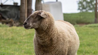 Les éleveurs devront avoir achevé la vaccination de leur troupeau avant le 1er septembre 2025.