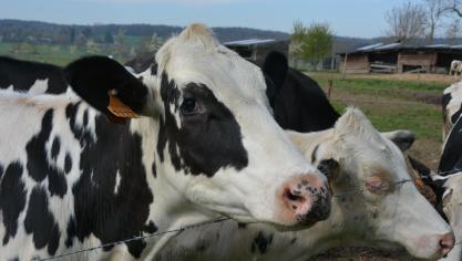 Du côté des produits laitiers, la hausse est imputable aux prix du beurre,  qui ont atteint un niveau record.