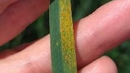 En l’absence de symptômes, le traitement peut être repoussé jusqu’à l’épiaison. Restez vigilants : les rouilles peuvent profiter des conditions actuelles (chaleur et humidité relative nocturne) pour se développer rapidement.