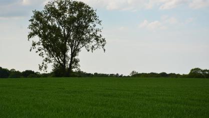 En l’absence de symptômes, le traitement peut être repoussé jusqu’à l’épiaison. Restez vigilants : les rouilles peuvent profiter des conditions actuelles (chaleur et humidité relative nocturne) pour se développer rapidement.