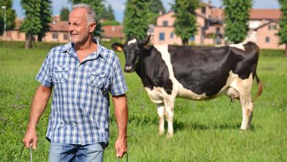 vaches_culto