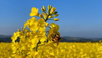 #PlantHealth4Life vise à susciter  une prise de conscience collective  des risques pour la santé des végétaux  et du rôle que chacun peut jouer  pour les protéger.