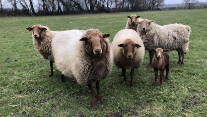 Dans ce groupe de moutons, deux présentent une note d’état corporel faible passée inaperçue  en raison de l’épaisseur de leur laine. Or, il s’agit d’un signe d’infection...