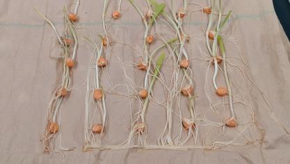 A base de soufre d’origine microbienne, Kuanavo stimule la croissance des plantules de maïs, avec pour effet indirect de les rendre moins vulnérables aux attaques de corvidés.