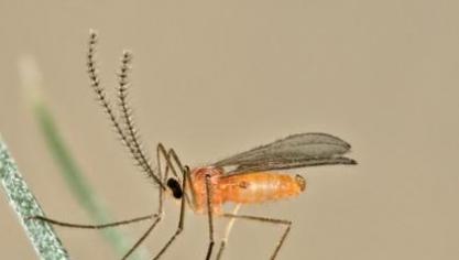 La cécidomyie orange est un ravageur du froment qui provoque seulement des dégâts lors de la coïncidence de l’épiaison et la présence de femelles prêtes à pondre.