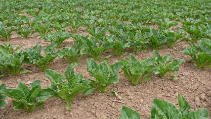 Il est vivement recommandé de réaliser des observations dès que les betteraves atteignent le stade 2-feuilles et de n’intervenir que si le seuil de 2 pucerons verts aptères par 10 plantes est atteint.