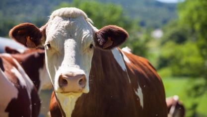 Le documentaire souligne la capacité des bovins de transformer de la nourriture que l’homme n’est pas en mesure de consommer comme l’herbe et les fourrages, en protéines consommables par les humains.