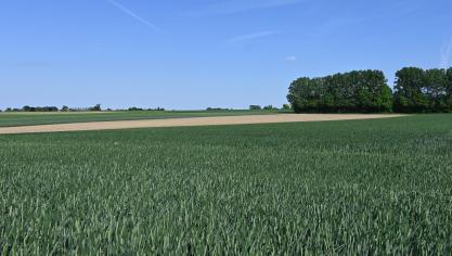 Tant que le cumul de pluie reste inférieur à 10 mm durant les ± 7 jours autour de la floraison, le risque de développement de la fusariose à mycotoxines demeure très faible.