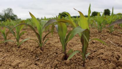 Par la production de Dimboa, les populations de pucerons ne peuvent se développer sur les maïs de moins de 4 à 5 feuilles.