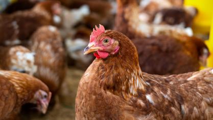 Depuis plusieurs années, la pression d’infection continue de perdurer tout au long de l’année et n’est plus saisonnière.
