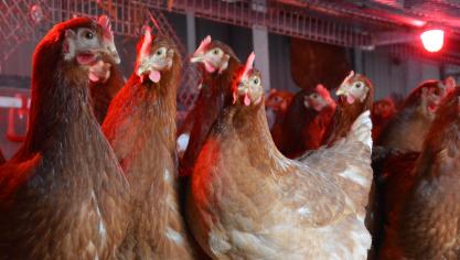 Bien qu’elle progresse,  la filière poules  pondeuses risque  d’être prochainement confrontée à un manque de poulettes.