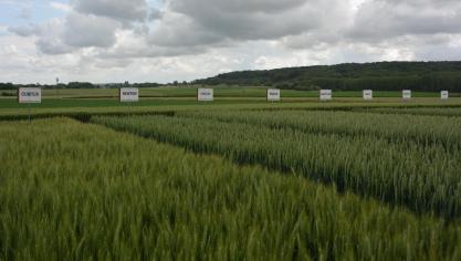La vitrine variétale met en lumière l’ensemble  du catalogue JPS, permettant de cerner au mieux les principales caractéristiques des « valeurs sûres » et des nouveautés commercialisées  par le semencier en vue des prochains semis.