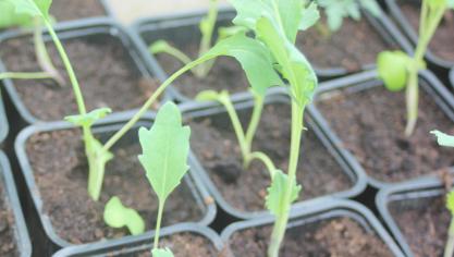 Ne semons que de petites quantités de plants à la fois pour ne pas être débordé lors de la récolte.