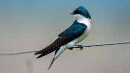 hirondelle
