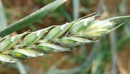 Il est important de traiter uniquement si le seuil d’intervention est dépassé avant le grain pâteux, avec un produit et un créneau adapté, en tenant compte des auxiliaires. Au-delà du stade grain pâteux, traiter n’apporte plus de gain économique.