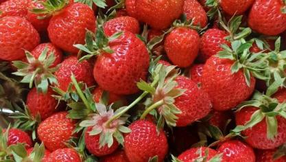 La campagne incite  à la consommation de fraises, mais aussi myrtilles, mûres  et framboises.