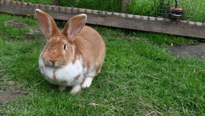 300 lapins par an sont élevés sur ce site qui accueille 12 femelles et un mâle. L’éleveur souhaiterait augmenter  le nombre d’animaux, tout en misant  sur la qualité de ses produits.