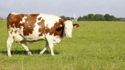 La perte d’élevage entraîne  un affaiblissement des revenus  agricoles, mais aussi une dévitalisation des territoires.