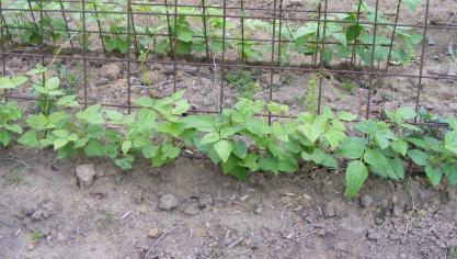 Des fers à béton peuvent servir de support pour ces légumes.