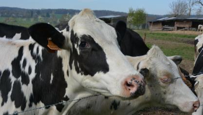 Les éleveurs laitiers ont connu une bonne année grâce, entre autres, à une hausse des prix du lait.  Il en résulte une augmentation du bénéfice semi-brut d’un peu plus de 23 %.
