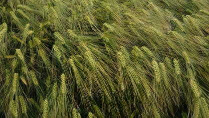 Selon Syngenta, les trois nouveaux hybrides conjuguent leur résistance  à la JNO avec un potentiel  de rendement élevé.