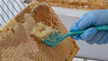 En 10 ans, la miellerie a permis l’extraction de plus de 35 t de miel et a soutenu jusqu’à 150 apiculteurs chaque année.