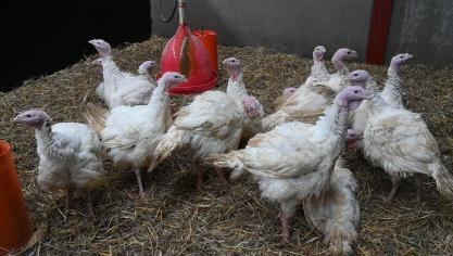 Chez les volailles, l’usage d’antibiotiques est le plus élevé chez les dindes, dépassant celui observé chez les poulets de chair.