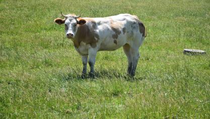 La DNC a été confirmée pour la première fois en France, dans un élevage bovin de Savoie.