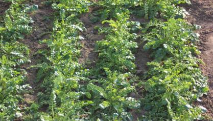 La roquette sauvage possède des feuilles très découpées. Son goût épicé rehausse les salades fraîches.