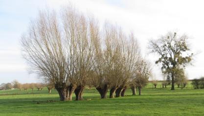 Après un demi-siècle de déclin significatif, l’arbre têtard revient sur le devant de la scène!