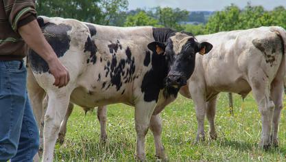 Dans le cadre de ces projets, le Cra-w travaille  en étroite collaboration avec des éleveurs.