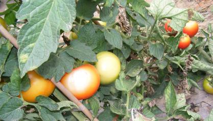 La brûlure causée par le soleil apparaît déjà sur le fruit encore vert. Un pâlissement de celui-ci est visible. Les fruits protégés par des feuilles sont moins atteints.