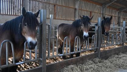 «Le cheval de trait est plus qu