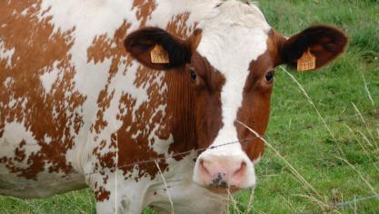 L’élevage exige une politique agricole audacieuse, enracinée dans la diversité des territoires et attentive aux signaux du terrain.