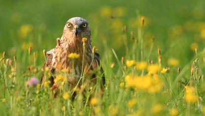 Le busard des roseaux mâle, un oiseau emblématique  de nos campagnes.