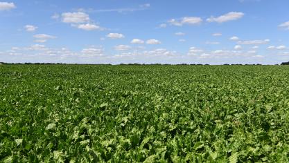 Le nombre de parcelles présentant les premiers symptômes de maladies foliaires augmente, passant de 40 % à 58 %.