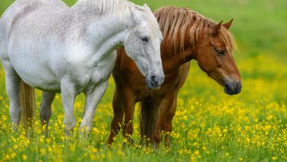 La maladie ne se transmet pas à l’homme. Quant aux chevaux infectés, ils doivent être euthanasiés.
