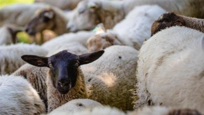 Ces dernières années, plusieurs saisies ont été réalisées, notamment en 2024, avec 470 moutons saisis.