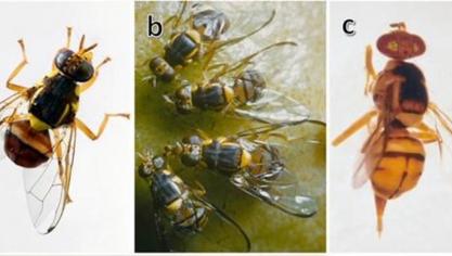 Au stade adulte, la mouche orientale des fruits mesure entre 0,8 et 1 cm, soit environ la moitié de la taille d